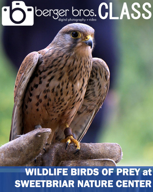 04/28/24  -  Wildlife Birds of Prey at Sweetbriar Nature Center 