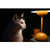 a cat looking at a lamp in the dark