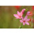 pink flowers with out of focus background