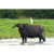 water buffalo