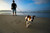 dog on beach