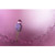 water droplet