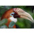 Sony a7R VI Mirrorless Camera