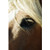 horse eye