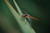 bug
