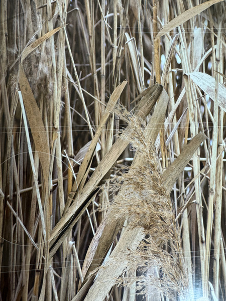 FEATHER LITE SURFACE DRIVE CAMO PRINT STICKER SET - REEDS