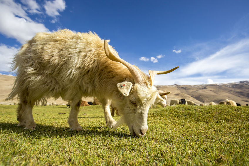 cashmere-goat-grazing.jpg