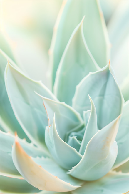 rosehip serum hibiscus