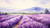Lavender Water Hydrosol
