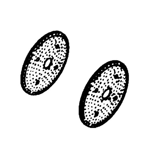 47 755 10-S - Kit; Screen - Kohler Original Part