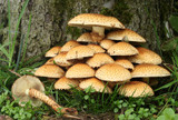 The Good News About Medicinal Mushrooms for Pain Relief
