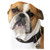 Pet Tag Anodised Aluminium Bone Shape