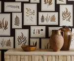 Fern Gallery