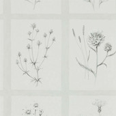 216512 Little Thistles Embleton Bay Wallpaper By Sanderson