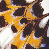 NICA87333418 Mariposa L Nicaragua Wall Panel by Casadeco NICA87333418 Mariposa L Nicaragua Wall Panel by Casadeco