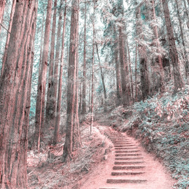 DD118628 Forest Walk Designwalls Wallpaper by A S Creation DD118628 Forest Walk Designwalls Wallpaper by A S Creation