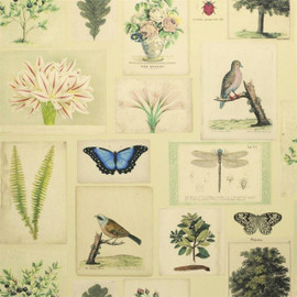 PJD6001/01 Flora & Fauna Parchment Picture Book Paper Wallpaper by Designers Guild PJD6001/01 Flora & Fauna Parchment Picture Book Paper Wallpaper by Designers Guild