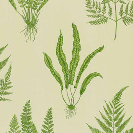 DAPGWO102 Woodland Ferns One Sixty Wallpaper By Sanderson