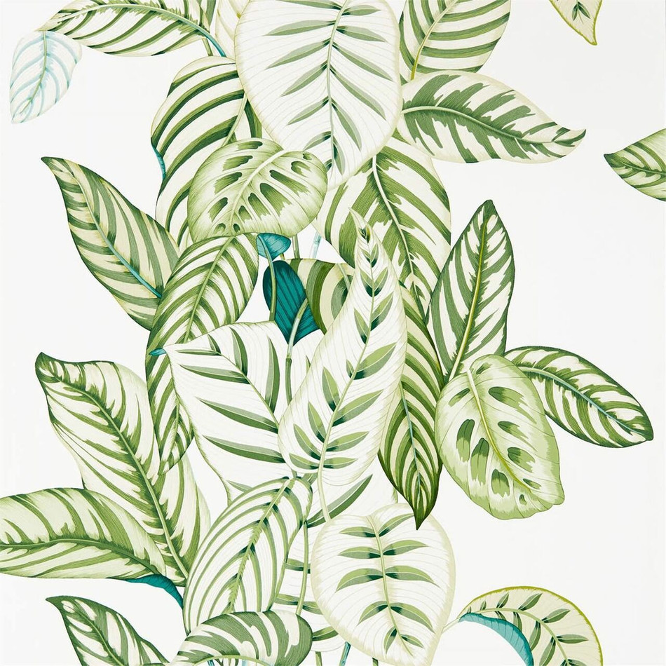 216630 Calathea Glasshouse Wallpaper By Sanderson