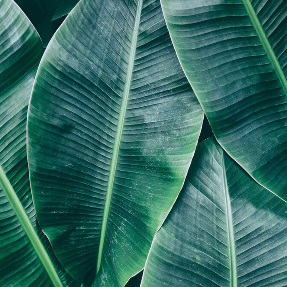 DD118560 Banana Leaves Designwalls Wallpaper by A S Creation