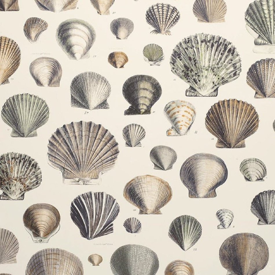 PJD6000/02 Captain Thomas Browns Shells Oyster Picture Book Paper Wallpaper by Designers Guild