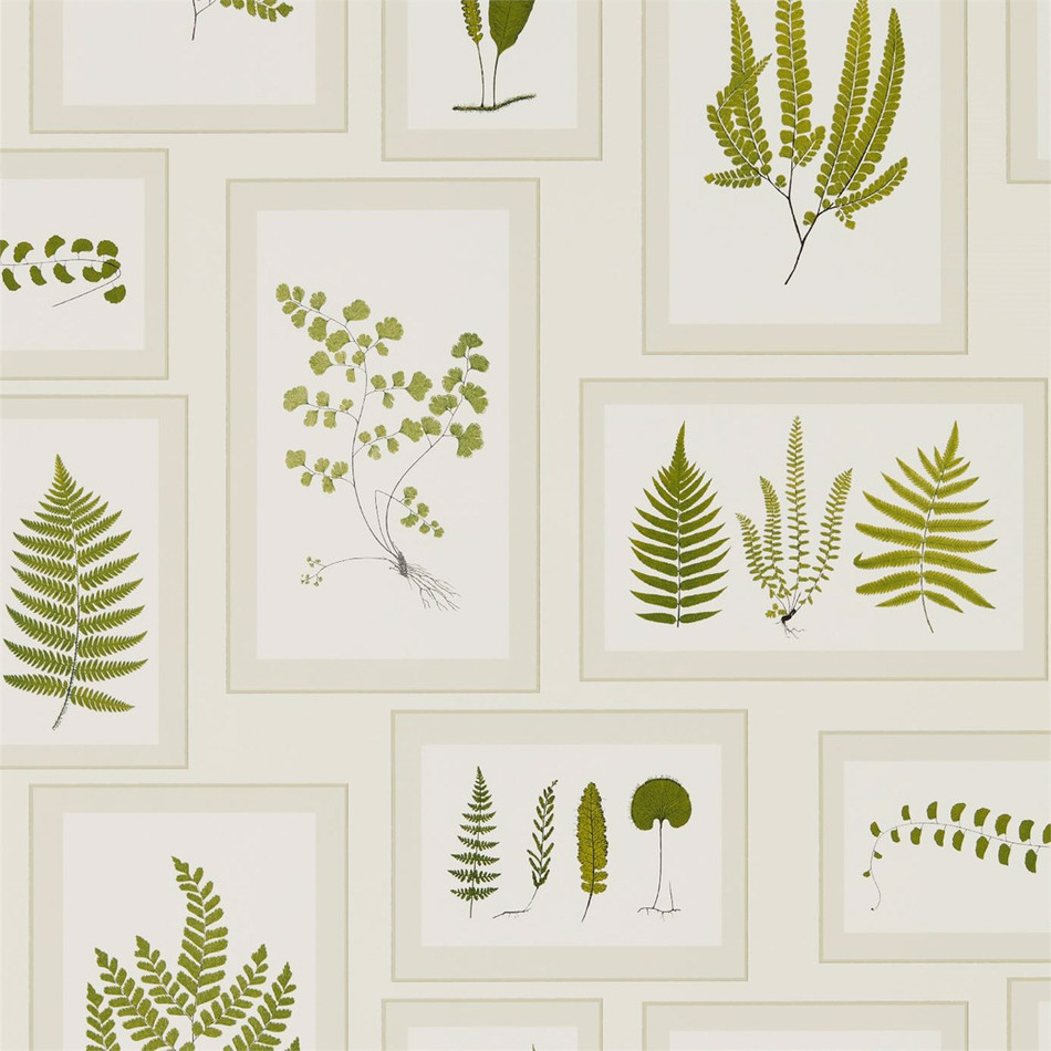 215712 ( DWOW215712 ) Fern Gallery Woodland Walk Wallpaper by Sanderson