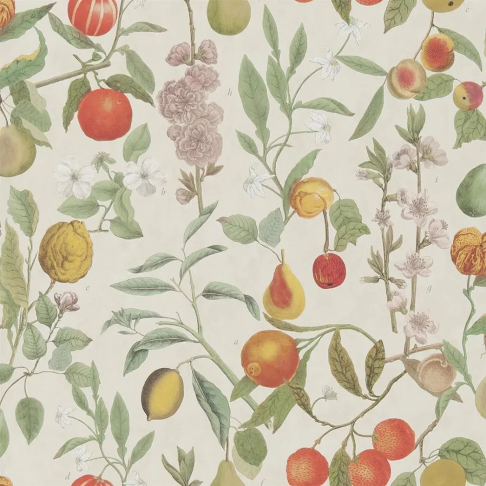 PJD6018/01 Orchard Fruits Picture Book Papers II Wallpaper by John Derian