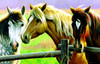 SUNSOUT INC - Horse Fence - 1000 pc Jigsaw Puzzle by Artist: Cynthie Fisher - Finished Size 19" x 30" - MPN# 70922