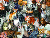 SUNSOUT INC - Cat Collage - 300 pc Jigsaw Puzzle by Artist: Lucia Guarnotta - Finished Size 18" x 24" - MPN# 60934