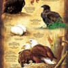 SUNSOUT INC - Life Cycle of the Bald Eagle - 500 pc Jigsaw Puzzle by Artist: John Lofgreen - Finished Size 15" x 29" - MPN# 66406