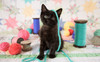 SUNSOUT INC - Yes, I'm Cute - 300 pc Jigsaw Puzzle by Artist: U-Turn Studios - Finished Size 16" x 26" - MPN# 72111