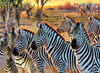 SUNSOUT INC - Zebras and Friends - 500 pc Large Piece Jigsaw Puzzle by Artist: Cynthie Fisher - Finished Size 19.5" x 26.625" - MPN# 70970