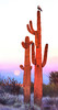 SUNSOUT INC - Desert Lookout - 500 pc Jigsaw Puzzle by Artist: James Corwin - Finished Size 15" x 29" - MPN# 27062