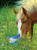 SunsOut Join Ne for Dinner 1000 Piece Jigsaw Puzzle