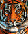SUNSOUT INC - Stained Glass Tiger - 1000 pc Jigsaw Puzzle by Artist: Cynthie Fisher - MPN # 70707