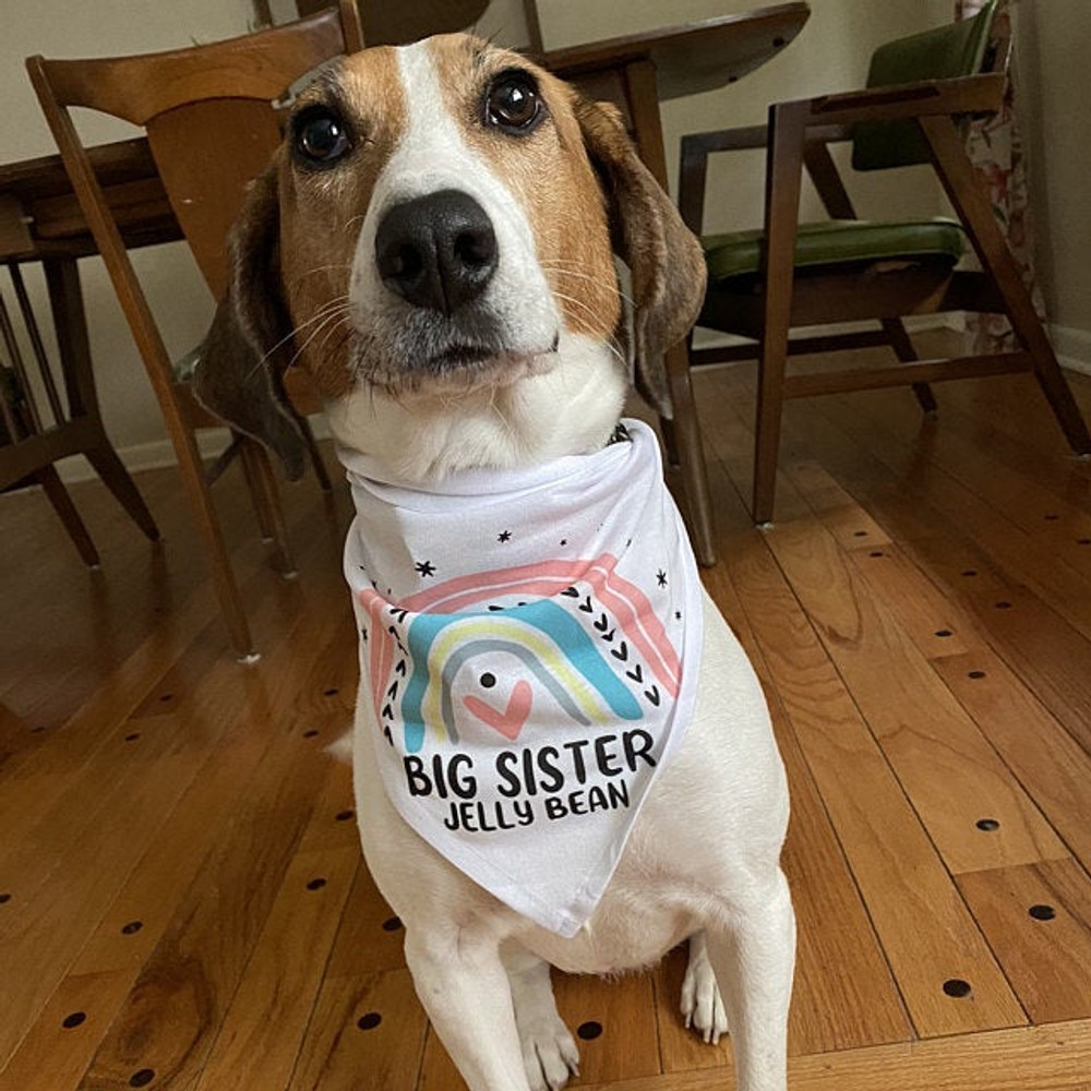 Personalized Big Sister Dog Bandana: Mod Rainbow