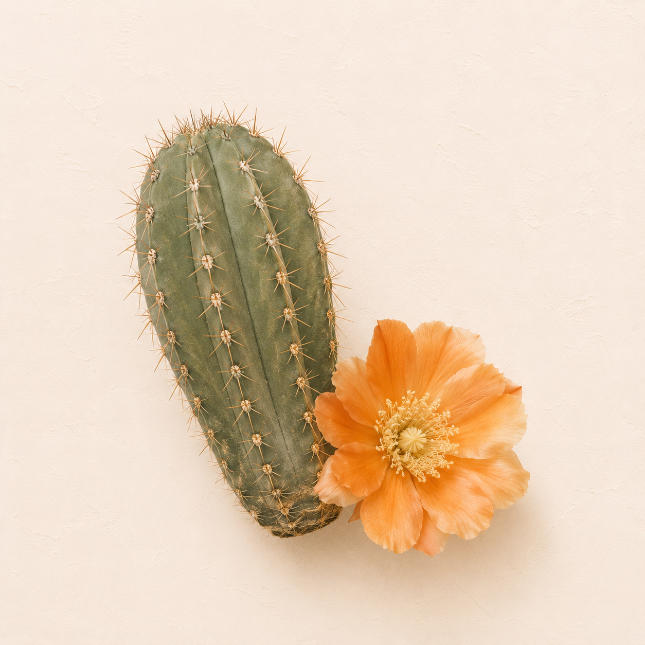Desert getaway personalized travel gifts and vacation accessories