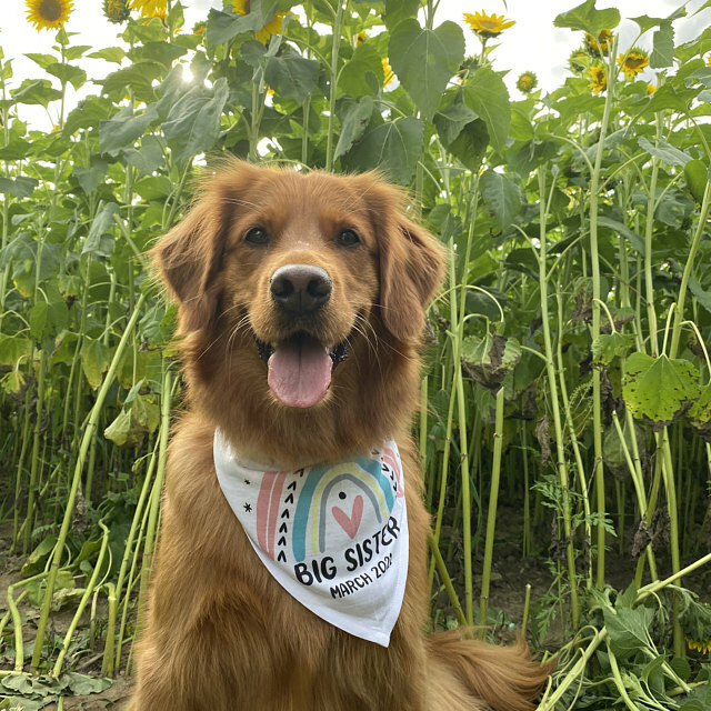 Baby Pet Announcements