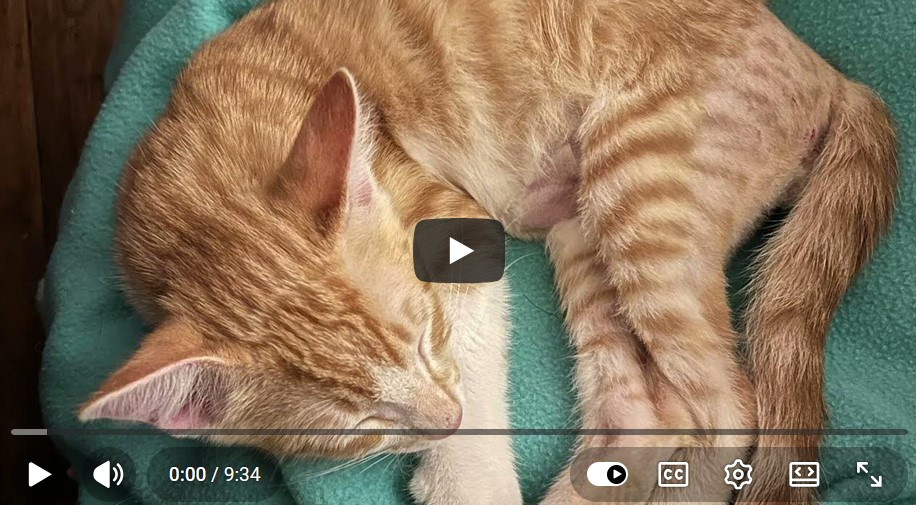 The 13 Cats of 7 Whales Studio