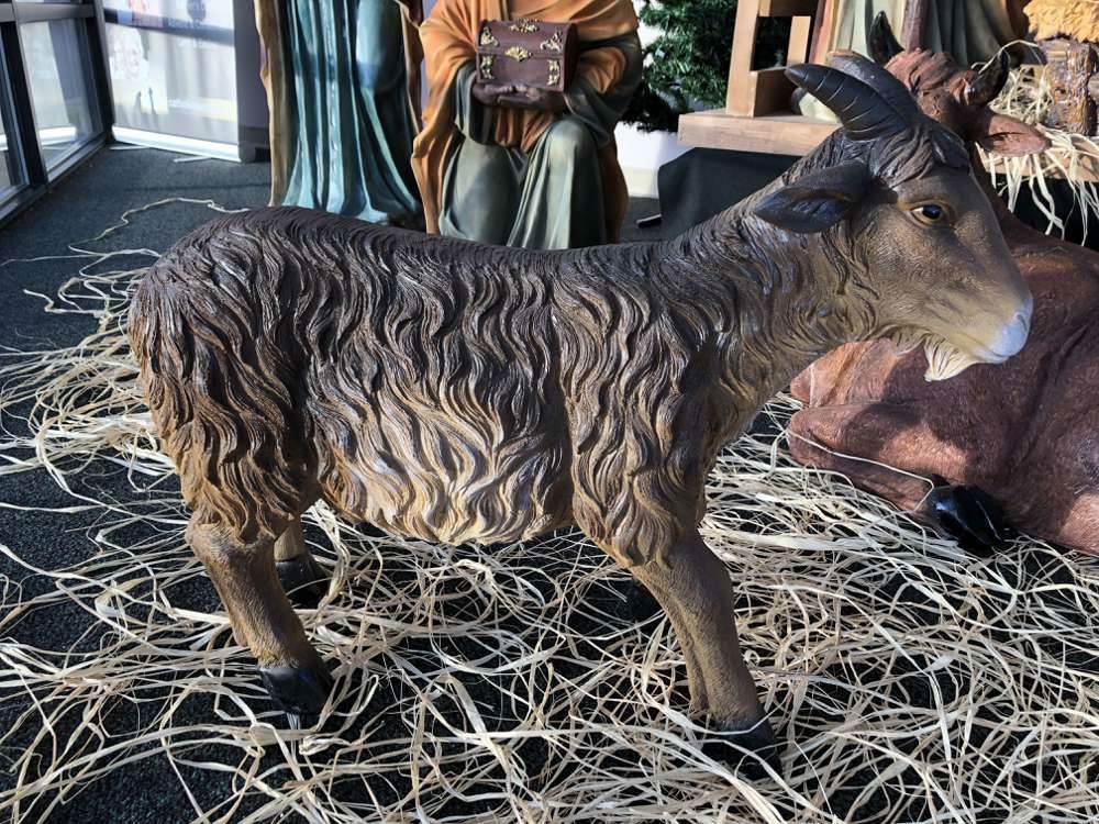 Detailed standing Nativity goat with horns.