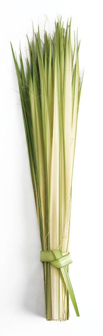 Long Double Strips Palms for Palm Sunday - Bags of 100 Strips