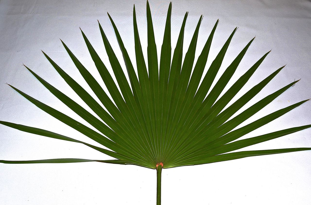 Fan Palm,  Bag of 4