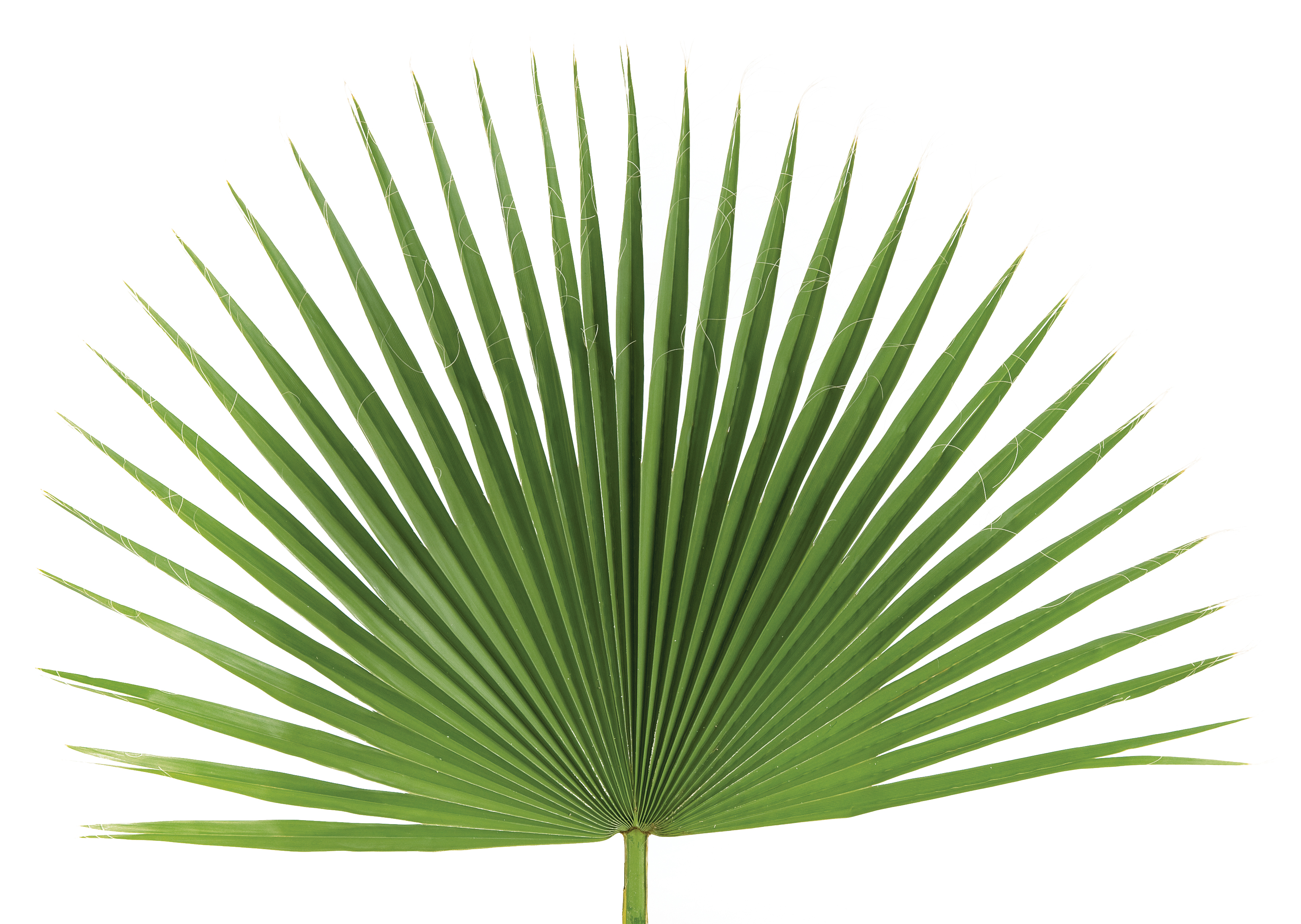Fan Palm - Bag of 4