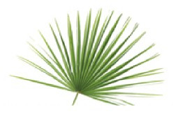  Mediterranean Fan Palm, Bag of 8