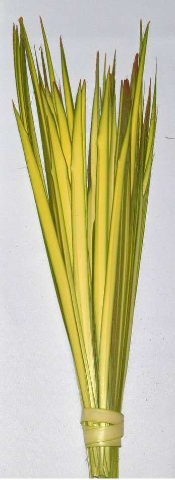 Short Double Palm Strips