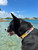 Salty Paws Surfing Dog Collar | Designs for Beach Dogs,  Floral, Fishing, Surfing, Hawaiian,