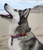 Salty Paws Surfing Dog Collar | Designs for Beach Dogs,  Floral, Fishing, Surfing, Hawaiian,