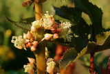 Why Castor Oil Has Stood The Test Of Time Why Castor Oil Has Stood The Test Of Time