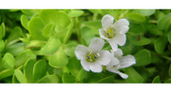 Benefits Of Using Brahmi Benefits Of Using Brahmi