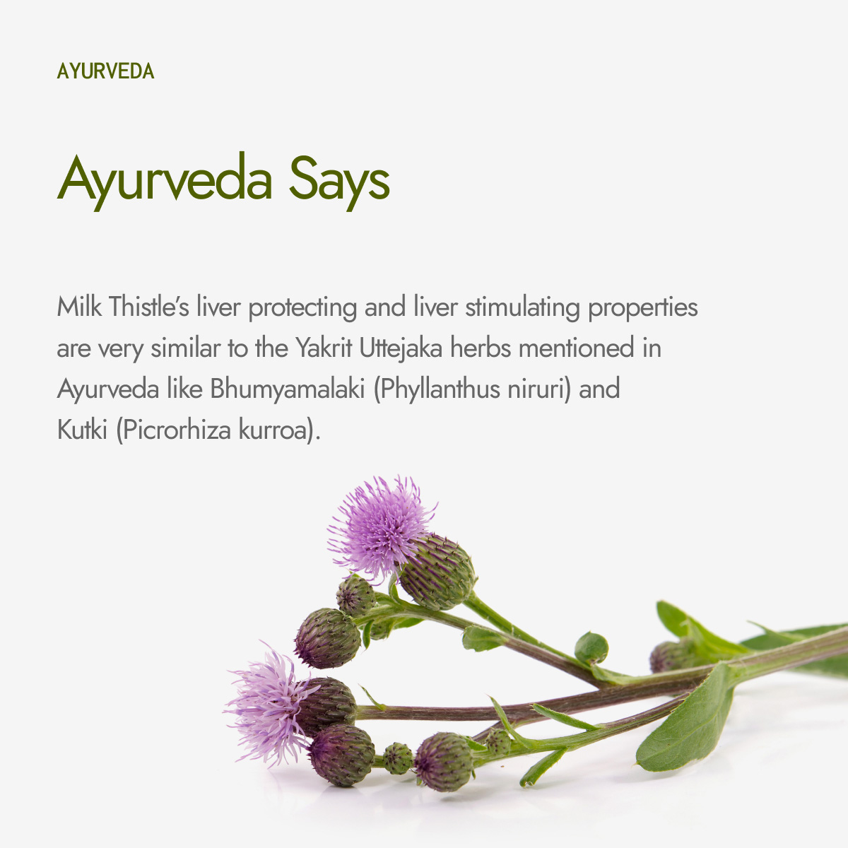 Milk Thistle Capsules